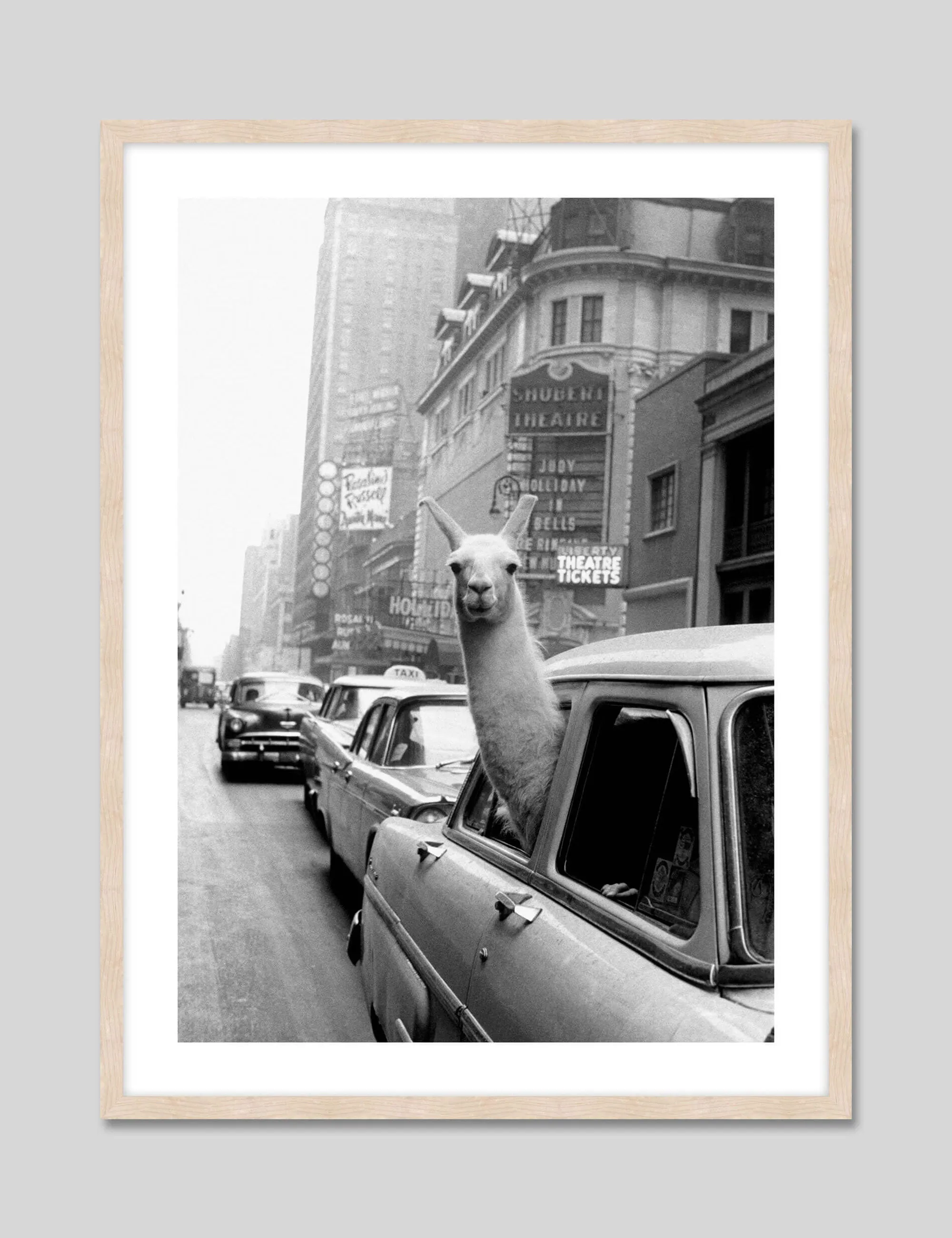 A Llama in Times Square