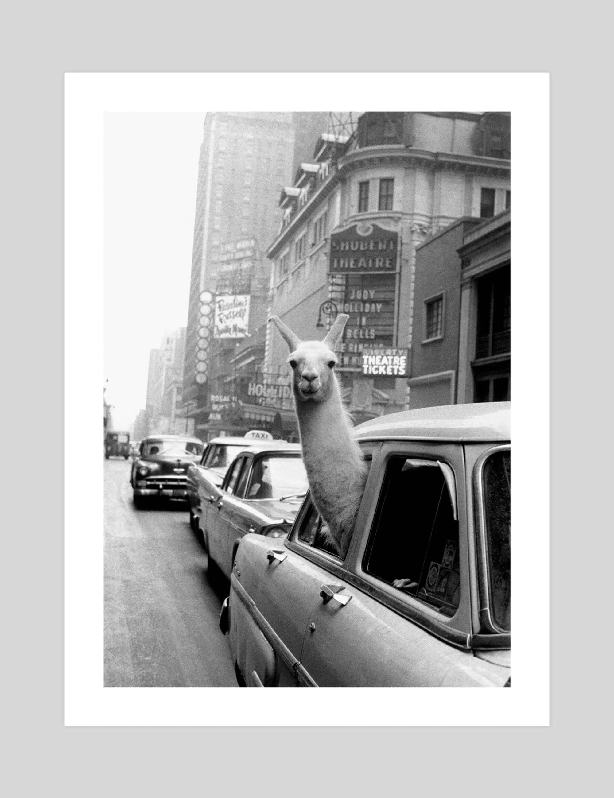 A Llama in Times Square