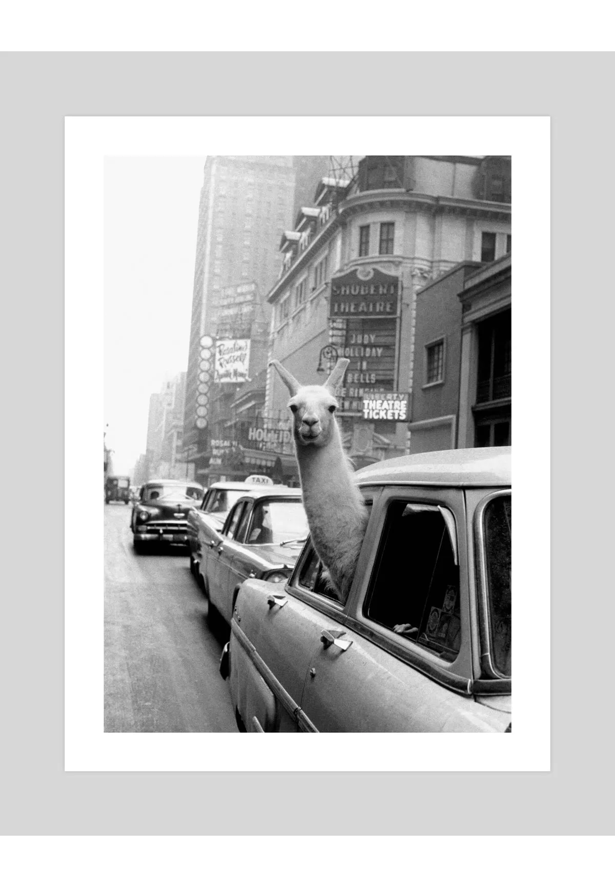 A Llama in Times Square