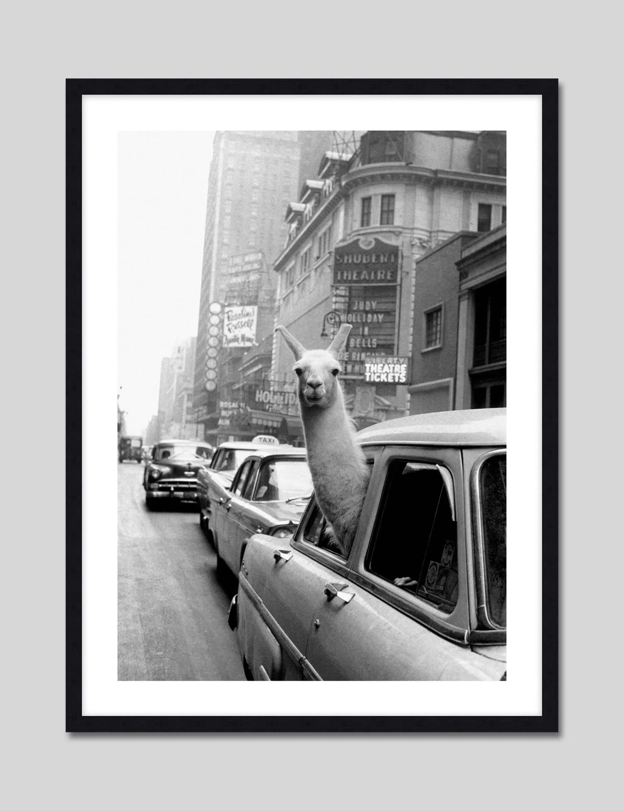 A Llama in Times Square